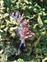 Coryphellina lotos