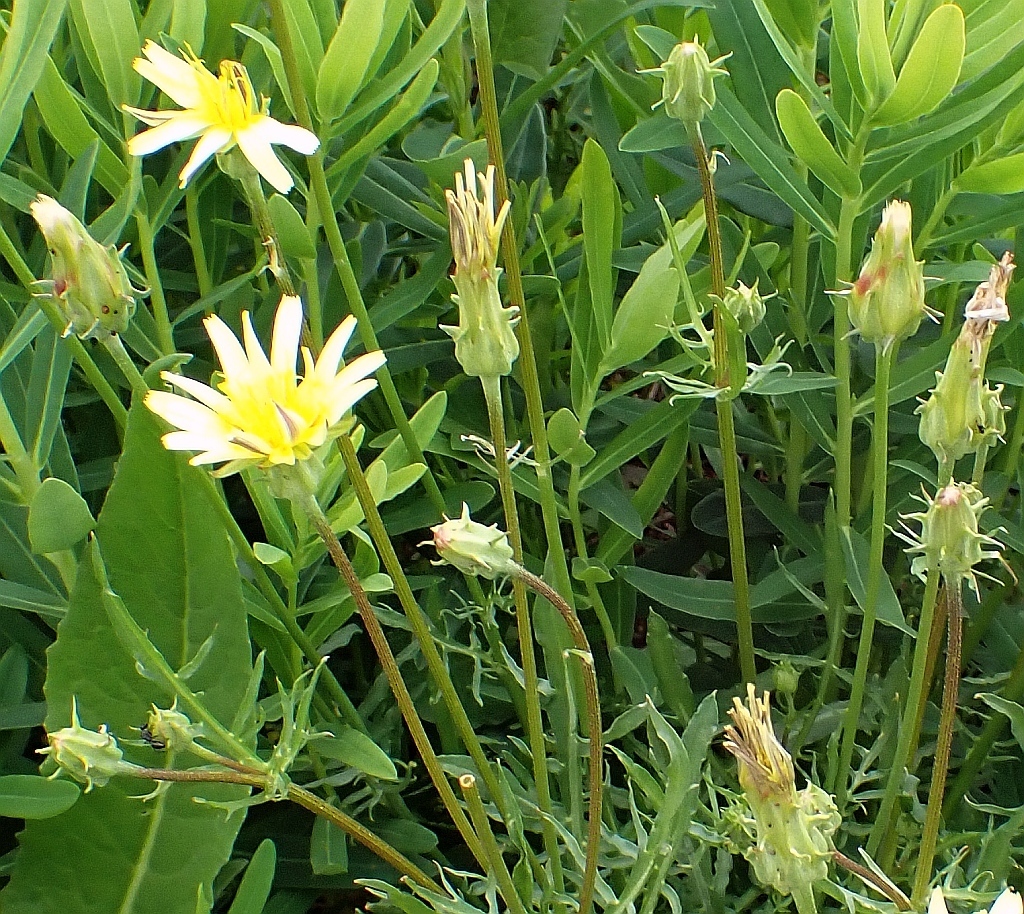 Podospermum armeniacum