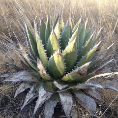 Agave horrida