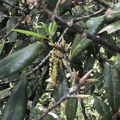 Quercus sessilifolia