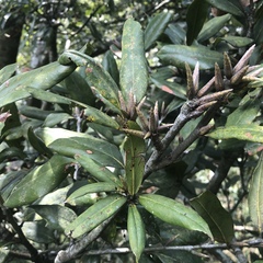 Quercus sessilifolia