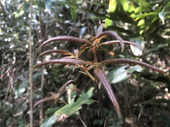 Quercus sessilifolia