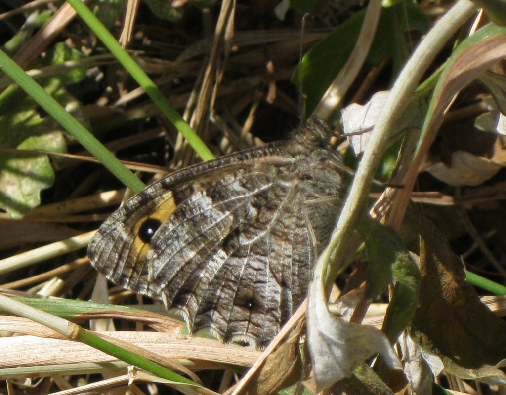 Eolian Grayling
