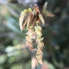 Quercus sessilifolia