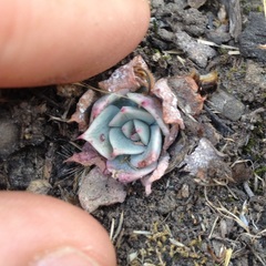 Echeveria subalpina
