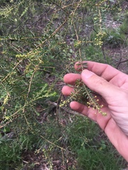 Acacia decora