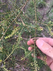 Acacia decora