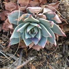 Echeveria subalpina