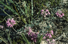 Indigofera mauritanica