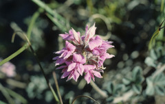 Indigofera mauritanica
