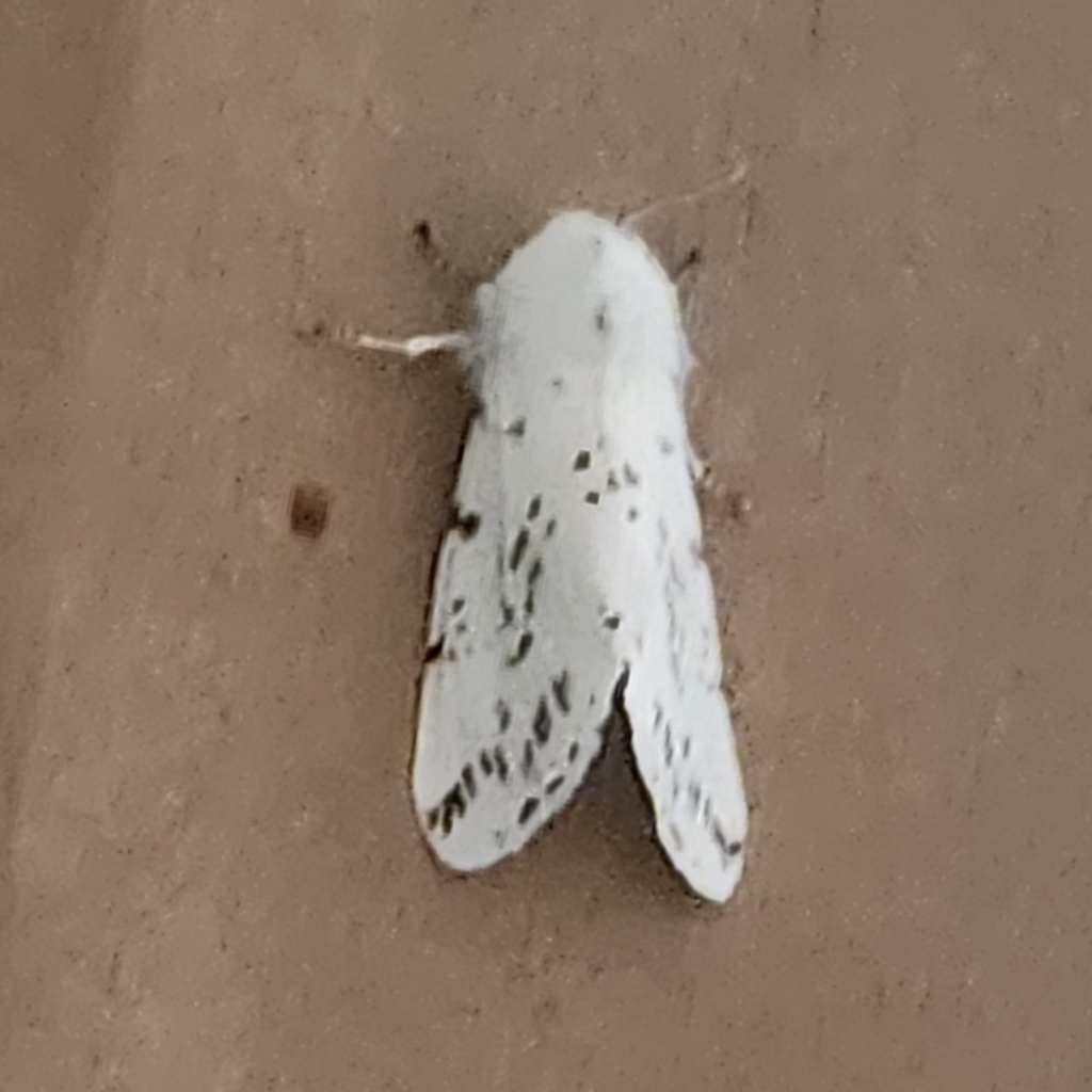 Fall Webworm Moth from Travelers Rest, SC 29690, USA on April 12, 2026 ...