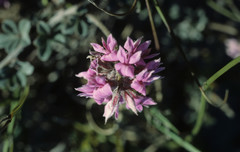 Indigofera mauritanica