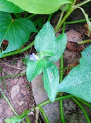 Commelina benghalensis