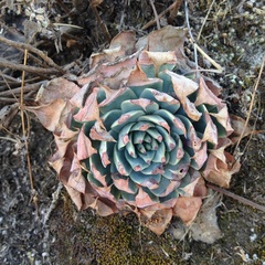 Echeveria subalpina
