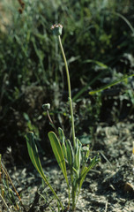 Othonna digitata