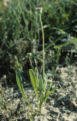 Othonna digitata