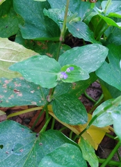 Commelina benghalensis