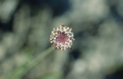 Othonna digitata