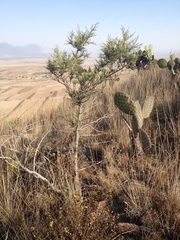 Juniperus deppeana deppeana