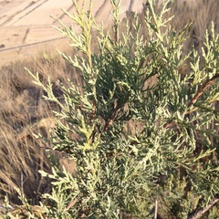 Juniperus deppeana deppeana