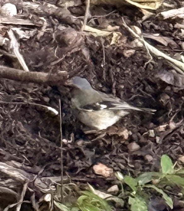 Grey-headed Robin (Heteromyias cinereifrons), photo 3