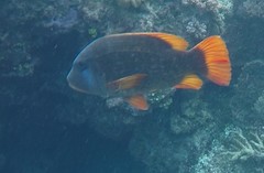 Lethrinus erythracanthus