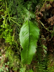 Hymenophyllum cruentum image