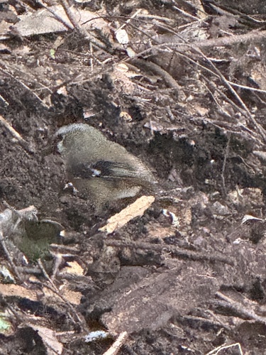 Grey-headed Robin (Heteromyias cinereifrons), photo 4