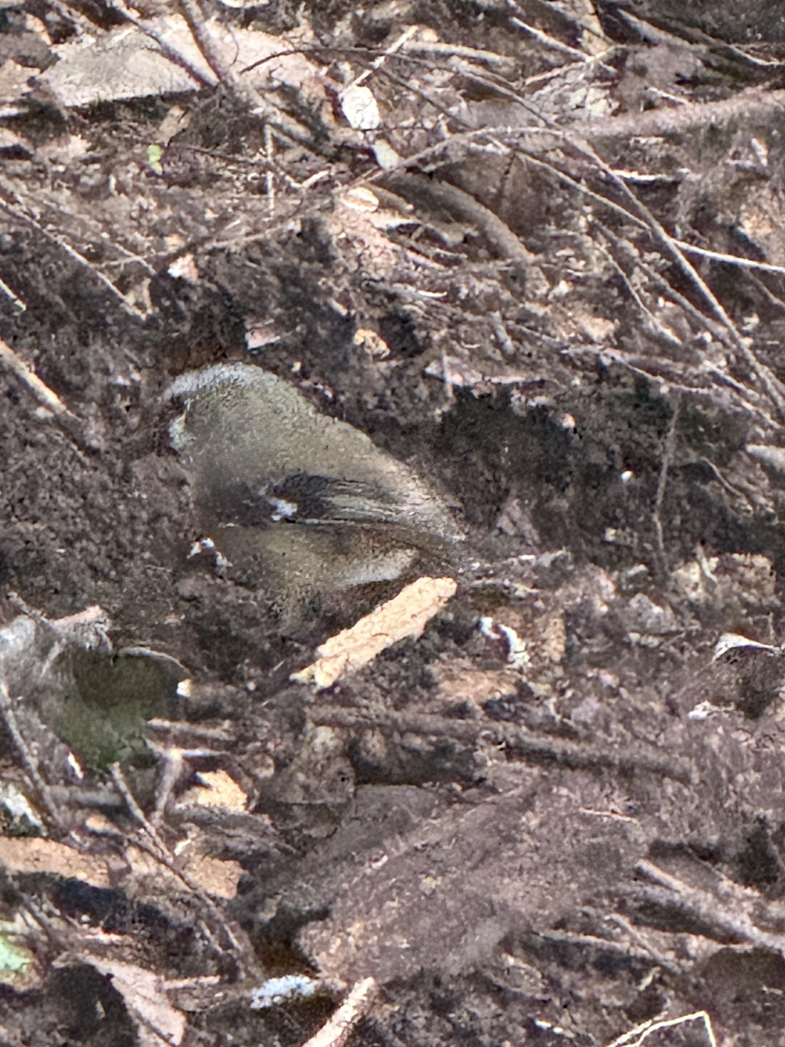 Grey-headed Robin (Heteromyias cinereifrons), photo 4