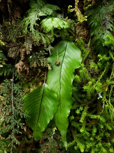 Hymenophyllum cruentum image