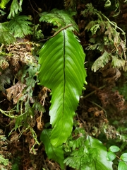 Hymenophyllum cruentum image