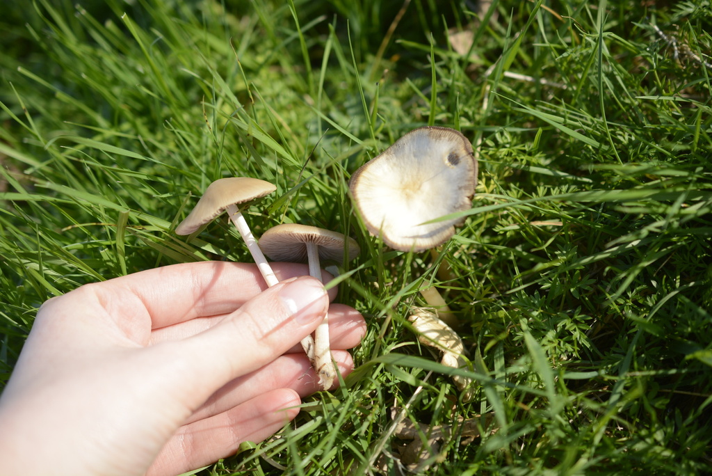 Spadiceogriseae