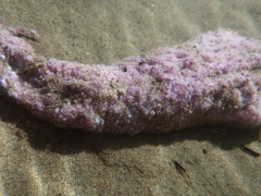 Pisaster brevispinus