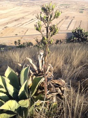 Agave salmiana salmiana