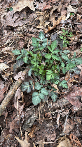 iNaturalist observation photo of white avens
