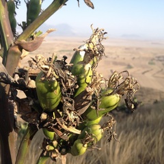 Agave salmiana salmiana