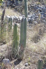 Lophocereus marginatus