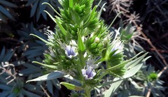 Echium vulcanorum