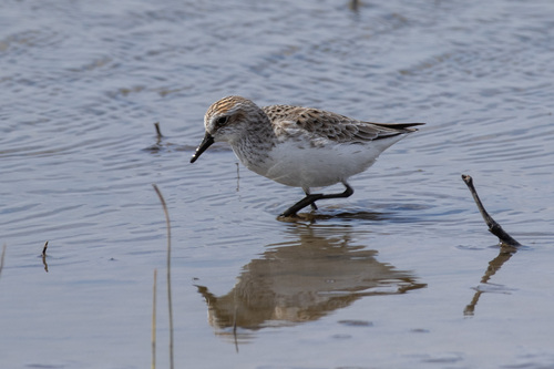Semipalmated Sandpiper