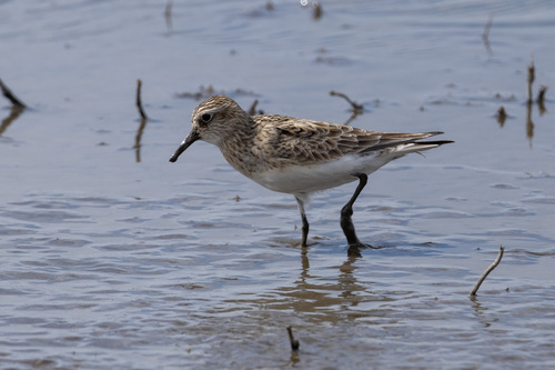 Baird's Sandpiper