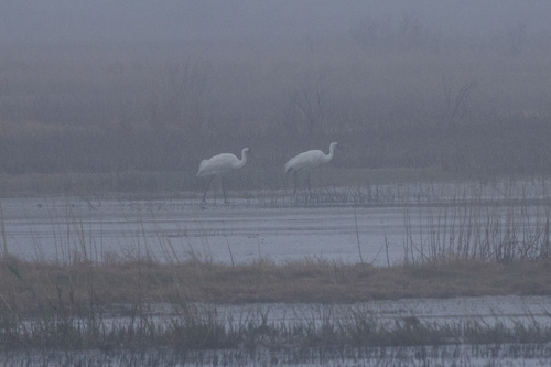 Whooping Crane