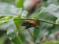 Caryanda spuria