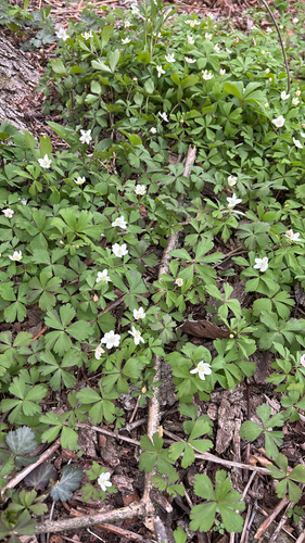 iNaturalist observation photo of wood anemone