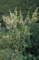 Agathosma crenulata