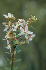 Agathosma crenulata