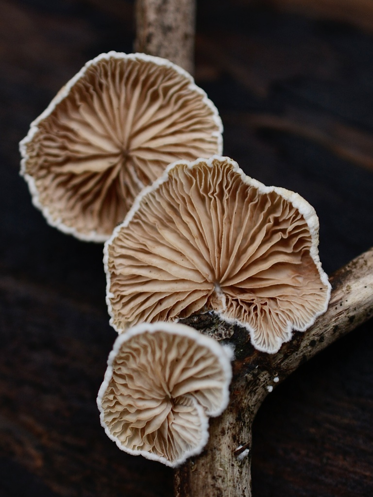 Crepidotus · January 2026 · photo: © cryptomarasmius (iNaturalist, cc-by)