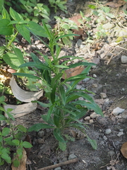 Pseudelephantopus spicatus