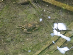 Parathelphusa convexa