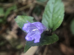 Strobilanthes rankanensis