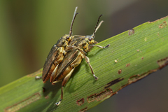 Donacia bicolora